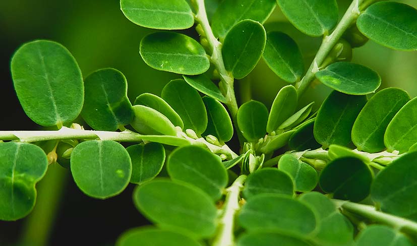 Amet nullam non sapien auctor dignissim dui cras